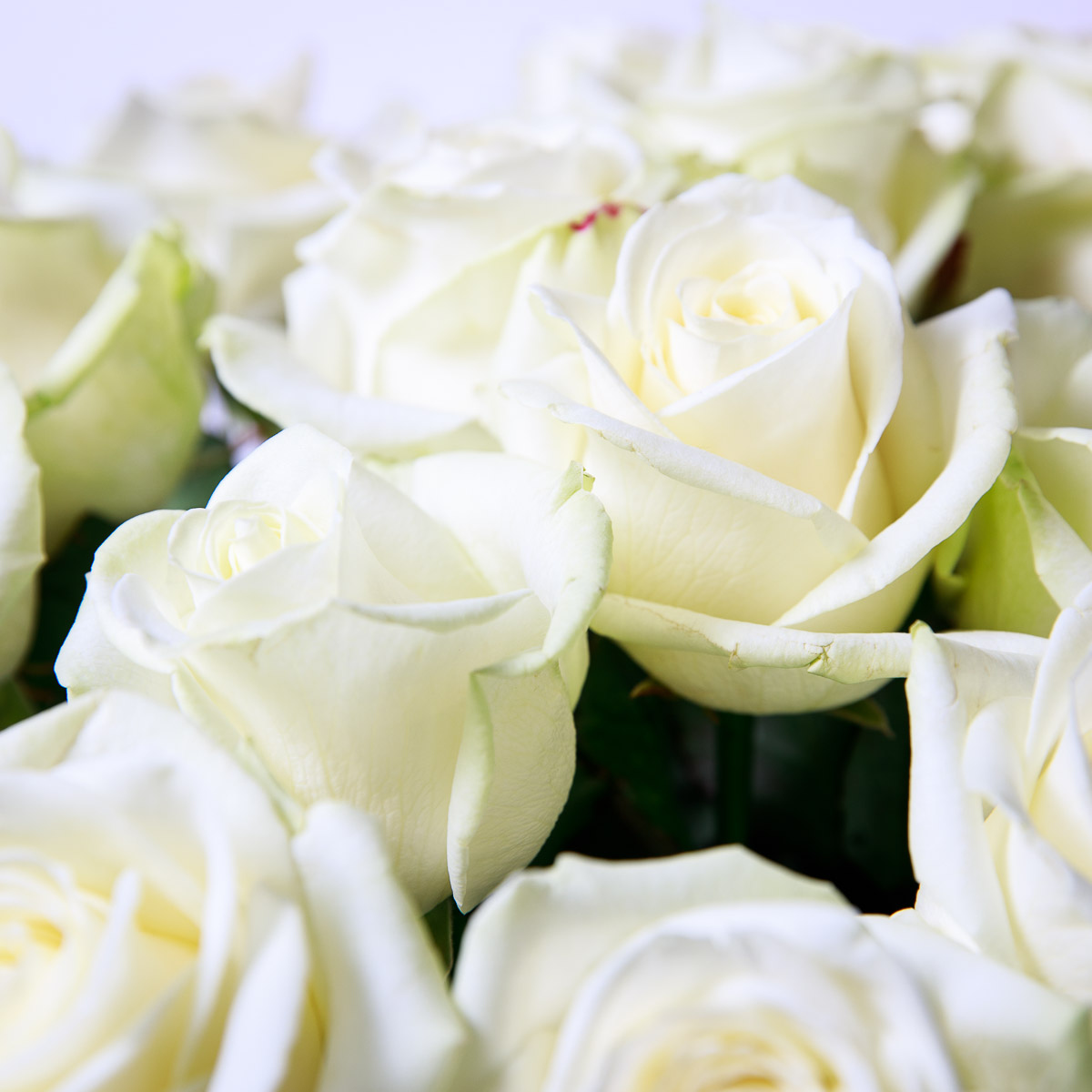 White roses bouquet | Pont de Chailly Fleurs | Florist in Lausanne