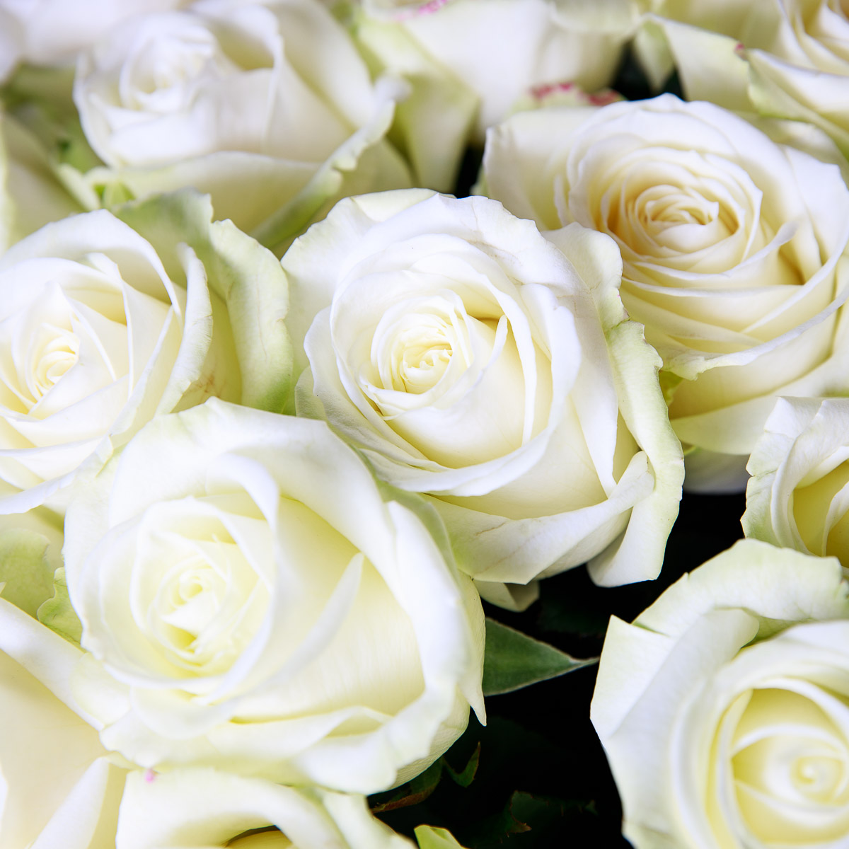 White roses bouquet | Pont de Chailly Fleurs | Florist in Lausanne